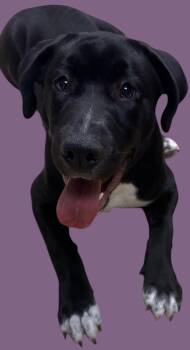 Rescue Black Labrador Retriever Dogs for Adoption in New Castle, Indiana - Mavis | PetCurious
