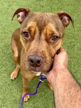 Mixed Breed Dogs Available for Adoption in Wichita, Kansas - Cecil | PetCurious