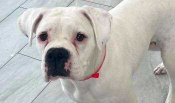 Taylor -  Boxer Dog for Adoption in Monticello, New York - Taylor | PetCurious