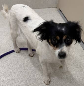 Rescue Mixed Breed Dogs for Adoption in Honolulu, Hawaii - Cookie | PetCurious