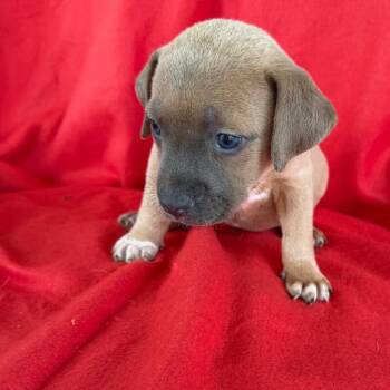Huckleberry -  Jack Russell Terrier and Mixed Breed Dog for Adoption in Partlow, Virginia - Huckleberry | PetCurious