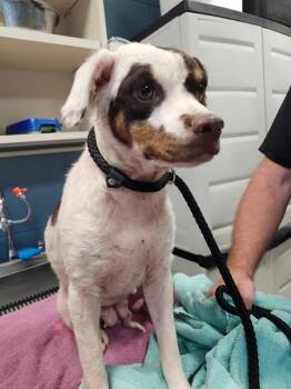 LITTLE BIT -  German Shorthaired Pointer and Mixed Breed Dog for Adoption in Newton, North Carolina - LITTLE BIT | PetCurious