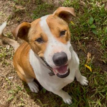 Terrier and Mixed Breed Dogs Available for Adoption - Benie | PetCurious