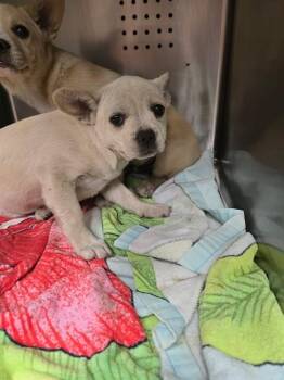 A779519 -  French Bulldog and Chihuahua Dog for Adoption in Rancho Cucamonga, California - A779519 | PetCurious