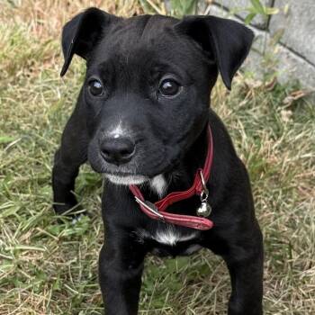 Caldrea -  Mixed Breed Dog for Adoption in Spokane, Washington - Caldrea | PetCurious