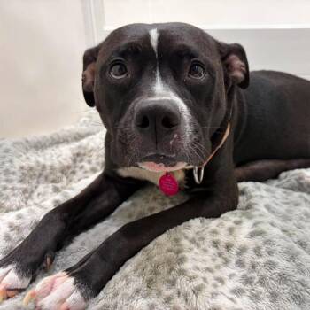 Girlie Pop -  Mixed Breed Dog for Adoption in Pinellas Park, Florida - Girlie Pop | PetCurious