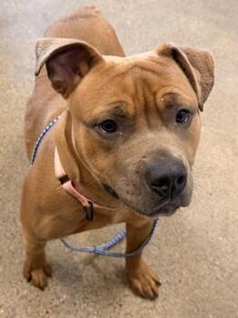 Aspen -  Pit Bull Terrier Dog for Adoption in Cleveland, Ohio - Aspen | PetCurious