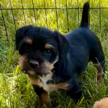 Border Terrier and Schnauzer Dogs Available for Adoption - Dale  | PetCurious
