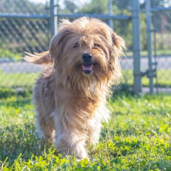 Mase -  Yorkshire Terrier and Mixed Breed Dog for Adoption in Wilmington, Delaware - Mase | PetCurious