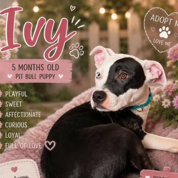 Ivy -  Pit Bull Terrier Dog for Adoption in Waldorf, Maryland - Ivy | PetCurious