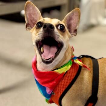 Bobby Mack -  Mixed Breed Dog for Adoption in Westhampton, New York - Bobby Mack | PetCurious