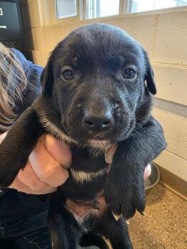 Labrador Retriever and Pit Bull Terrier Dogs Available for Adoption in Gold Beach, Oregon - Blackie Chan | PetCurious