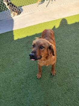 Charm -  Golden Retriever Dog for Adoption in Fayetteville, Arkansas - Charm | PetCurious