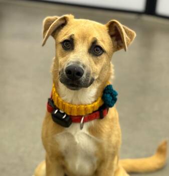 Ragosa -  Shepherd and Labrador Retriever Dog for Adoption in Fort Lupton, Colorado - Ragosa | PetCurious