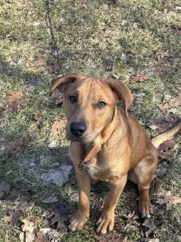 Labrador Retriever Dogs Available for Adoption - Cameron | PetCurious