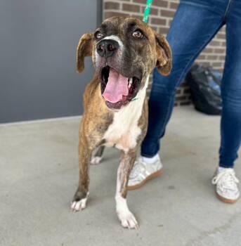 Spencer -  Boxer Dog for Adoption in Manchester, Tennessee - Spencer | PetCurious