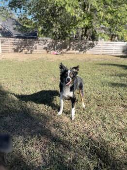 1198 Fenrir -  Australian Shepherd Dog for Adoption in Ringwood, Illinois - 1198 Fenrir | PetCurious