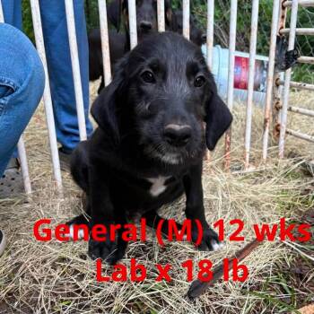 GENERAL -  Labrador Retriever Dog Available for Adoption in Pomfret, Connecticut - GENERAL | PetCurious