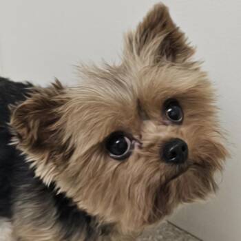 Yorkshire Terrier Dogs Available for Adoption - GRACIE  | PetCurious