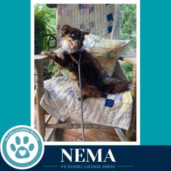 Nema 082926 -  Pomeranian Dog for Adoption in Kimberton, Pennsylvania - Nema 082926 | PetCurious