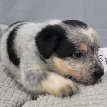 Rescue Pointer and Mixed Breed Dogs for Adoption - Spot (Inkspot Litter) | PetCurious