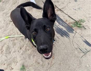 SKIPPER -  Labrador Retriever Dog for Adoption in Salinas, California - SKIPPER | PetCurious