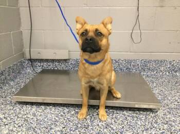 A1925071 -  Terrier and Mixed Breed Dog for Adoption in Thousand Palms, California - A1925071 | PetCurious