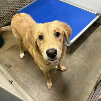 Rescue Golden Retriever Dogs for Adoption in Stephenville, Texas - Harley | PetCurious