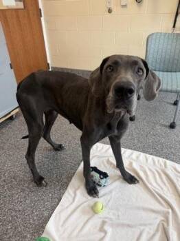 Princess Jasmine -  Great Dane and Mixed Breed Dog for Adoption in Westland, Michigan - Princess Jasmine | PetCurious