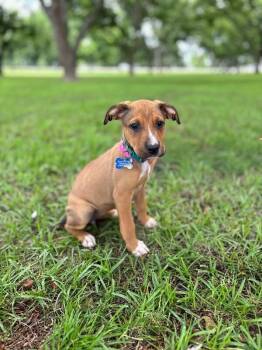 Lauren Bacall -  Boxer and Mixed Breed Dog for Adoption in Aiken, South Carolina - Lauren Bacall | PetCurious