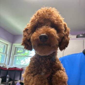 Pinesol -  Poodle Dog for Adoption in Northbrook, Illinois - Pinesol | PetCurious