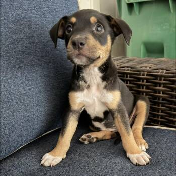 Helen -  Australian Shepherd and Pit Bull Terrier Dog for Adoption in Texarkana, Texas - Helen | PetCurious