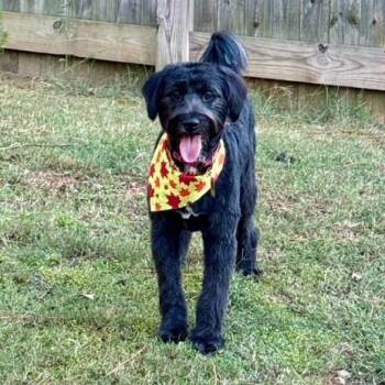 Suki -  Labradoodle Dog for Adoption in Williston, Vermont - Suki | PetCurious