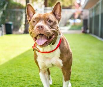 Rescue Pit Bull Terrier Dogs for Adoption in San Jose, California - TWIX | PetCurious