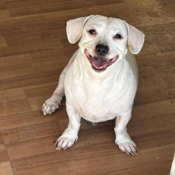 Mr. Beefy -  Chihuahua and Mixed Breed Dog for Adoption in Murray, Utah - Mr. Beefy | PetCurious