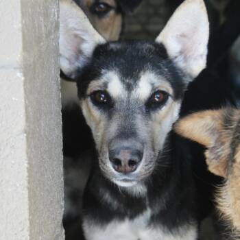 Rescue Terrier Dogs for Adoption in Yucca Valley, California - Lady Luck | PetCurious