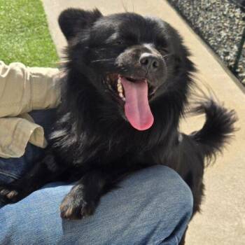 Schipperke and Pomeranian Dogs Available for Adoption - EBONY | PetCurious