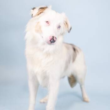 Stormy -  Australian Shepherd Dog for Adoption in Portland, Oregon - Stormy | PetCurious