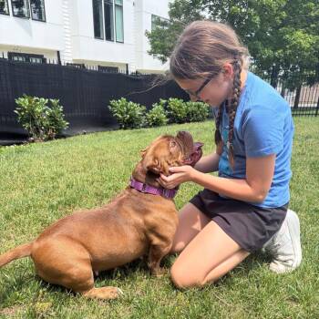 Fiona -  English Bulldog and Pit Bull Terrier Dog for Adoption in Nashville, Tennessee - Fiona | PetCurious