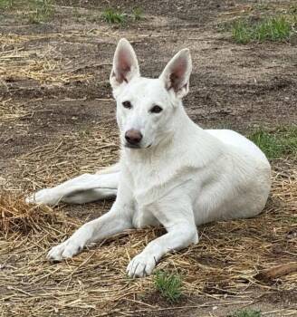 Clover -  White German Shepherd Dog for Adoption in Londonderry, New Hampshire - Clover | PetCurious