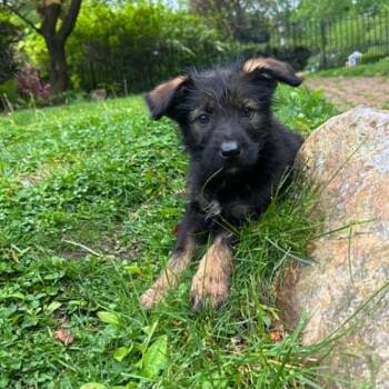German Shepherd Dog Dogs Available for Adoption in Phoenixville, Pennsylvania - Cricket | PetCurious