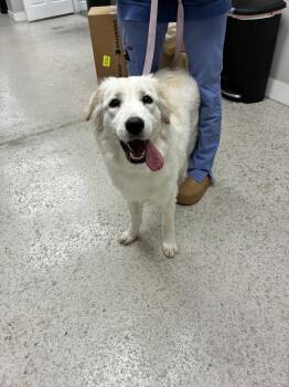 Snow -  Great Pyrenees Dog for Adoption in Marietta, Georgia - Snow | PetCurious