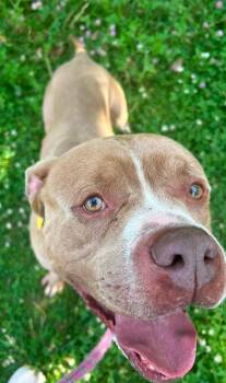 Lennox -  Pit Bull Terrier Dog for Adoption in Cleveland, Ohio - Lennox | PetCurious