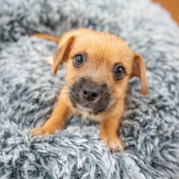Orb-weaver -  Terrier and Mixed Breed Dog for Adoption in Gainesville, Georgia - Orb-weaver | PetCurious