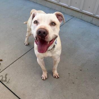 Dodger -  Mixed Breed Dog for Adoption in Bismarck, North Dakota - Dodger | PetCurious