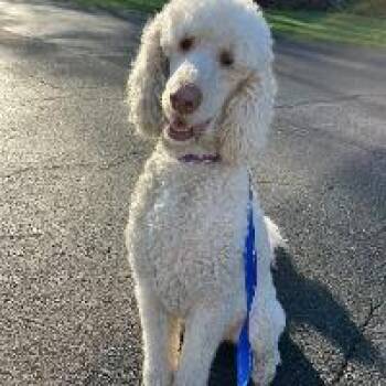 Labradoodle Dogs Available for Adoption in Monticello, New York - Fozzie | PetCurious