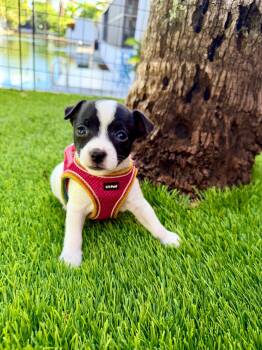 Halo -  Chihuahua and Rat Terrier Dog for Adoption in Sunrise, Florida - Halo | PetCurious