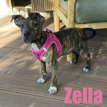 Zella -  Terrier and Mixed Breed Dog for Adoption in Ellicott City, Maryland - Zella | PetCurious