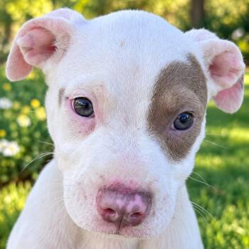 TORIN (Adorable, Loving, Sweet, Lots of Cuddle and Kisses) -  Pit Bull Terrier Dog for Adoption in Houston, Texas - TORIN (Adorable, Loving, Sweet, Lots Of Cuddle And Kisses) | PetCurious