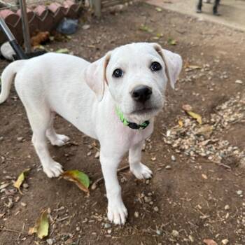 Bingo -  Terrier and Mixed Breed Dog for Adoption in San Diego, California - Bingo | PetCurious